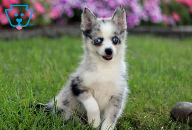 Playful merle Pomsky puppy with striking blue eyes sitting in the grass with mouth open and one paw lifted. image