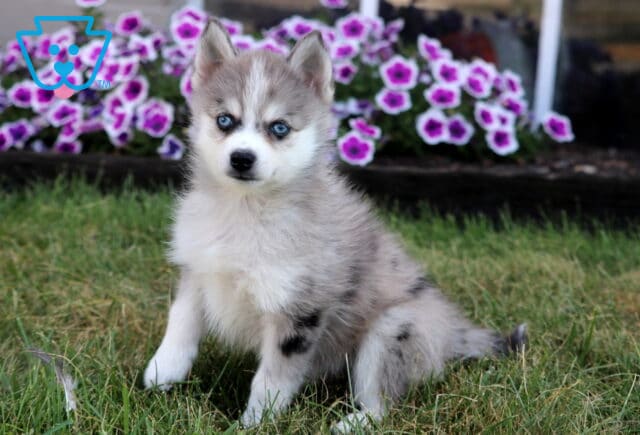 Fluffy gray and white Pomsky puppy with bright blue eyes sitting in the grass with purple flowers in the background. image