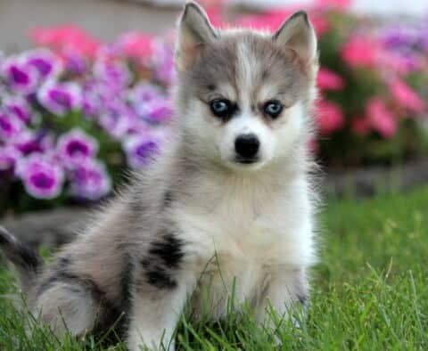 Gray and white Pomsky puppy with icy blue eyes sitting in the grass in front of vibrant purple and pink flowers.