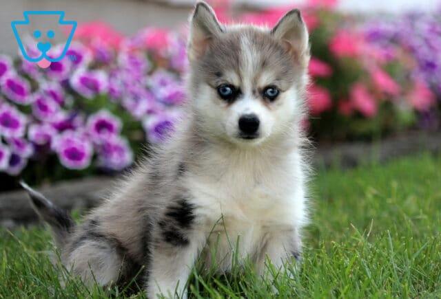 Gray and white Pomsky puppy with icy blue eyes sitting in the grass in front of vibrant purple and pink flowers. image