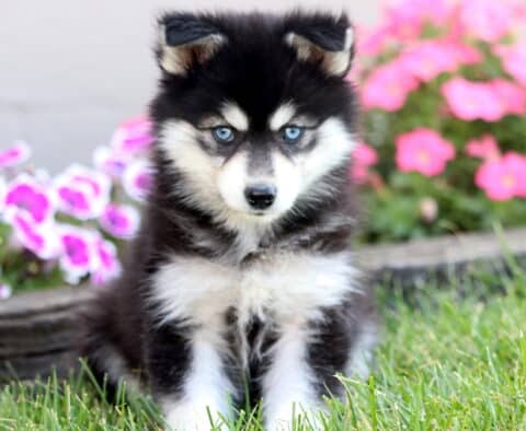 Adorable black and white Pomsky puppy with piercing blue eyes sitting in the grass in front of bright pink flowers.