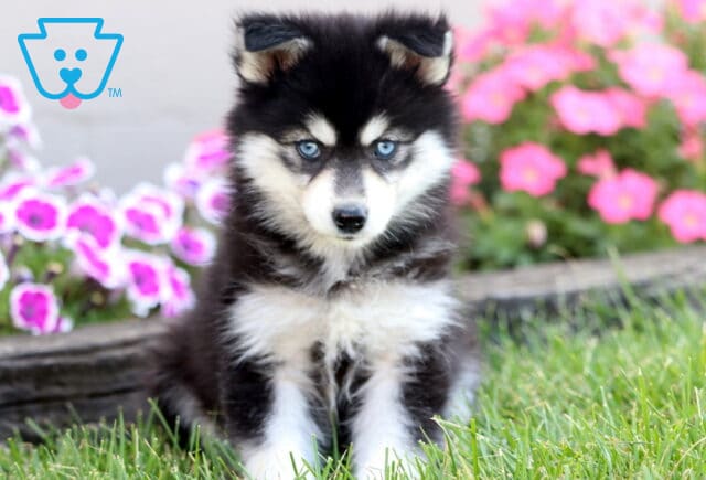 Adorable black and white Pomsky puppy with piercing blue eyes sitting in the grass in front of bright pink flowers. image