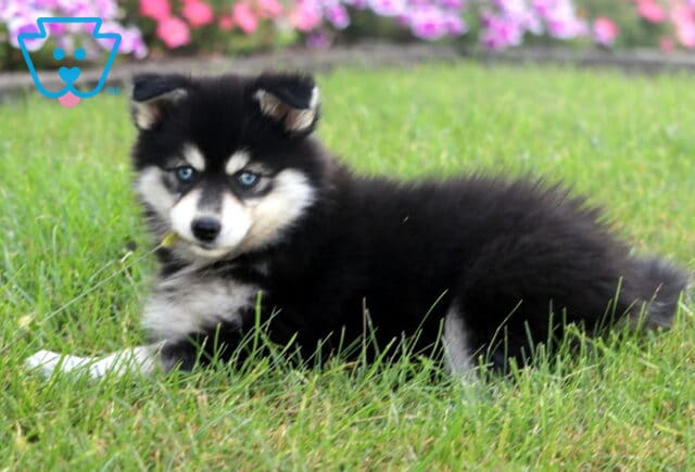 Fluffy black and white Pomsky puppy with icy blue eyes lying in the grass with colorful flowers in the background. image