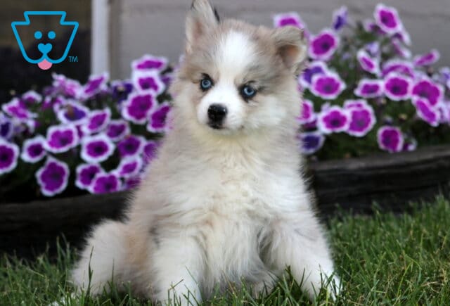 Fluffy cream and white Pomsky puppy with striking blue eyes sitting on grass in front of purple petunias. image