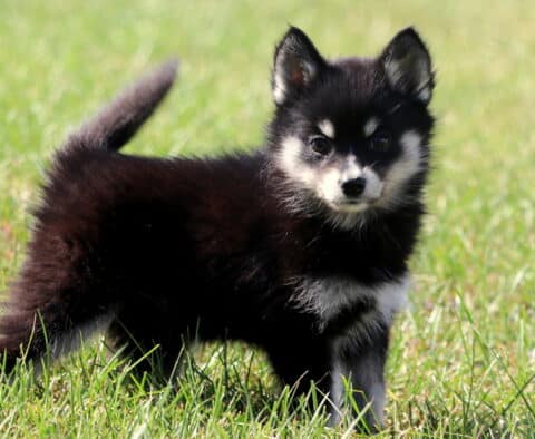 Fluffy black and white Pomsky puppy standing in the grass with tail curled up and bright, alert expression.