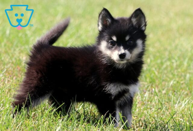 Fluffy black and white Pomsky puppy standing in the grass with tail curled up and bright, alert expression. image