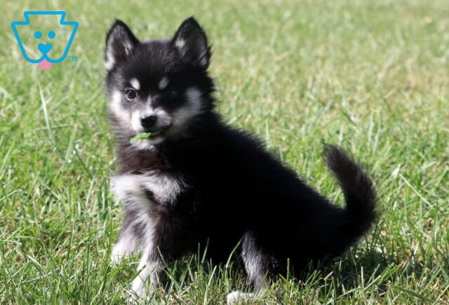 Adorable black and white Pomsky puppy sitting in the grass with a small leaf in its mouth and tail curled upward. image
