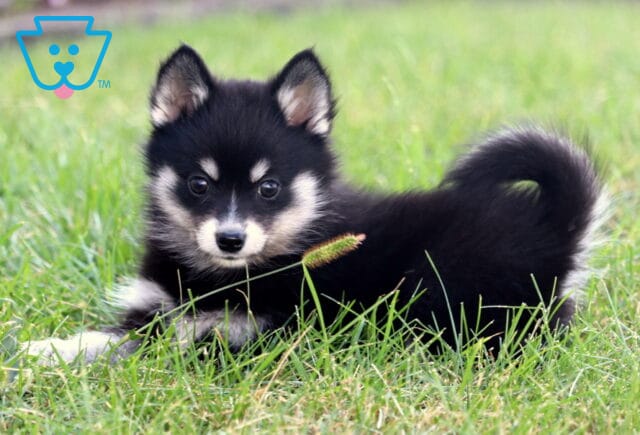 Cute black and white Pomsky puppy lying in the grass with tail curled up and bright eyes looking forward. image