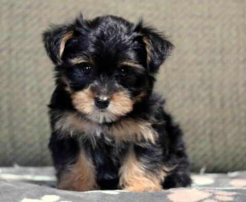 Honeybee Yorkie