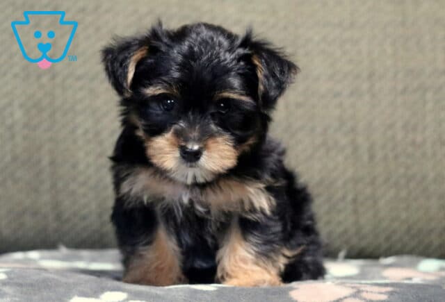 Honeybee Yorkie image