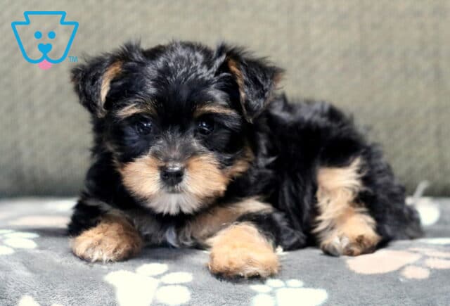 Honeybee Yorkie2 image
