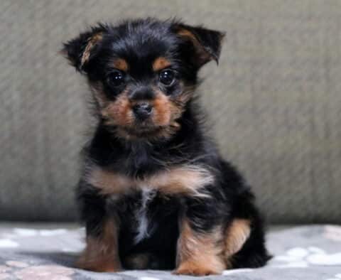 Hudson Yorkie