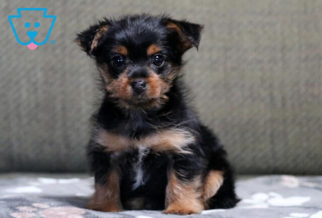Hudson Yorkie image