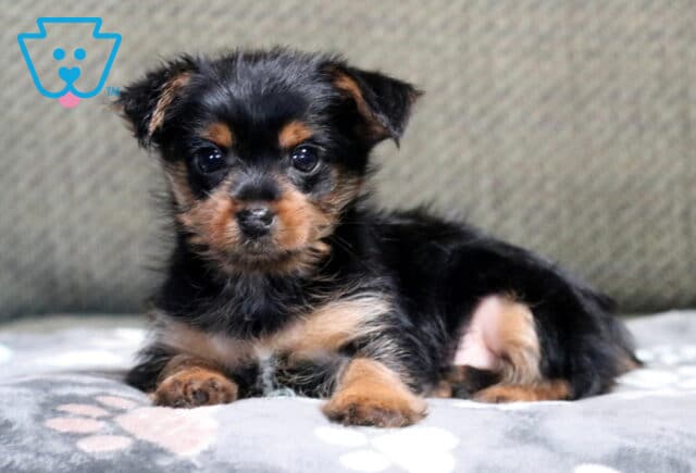 Hudson Yorkie2 image
