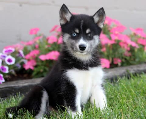 Striking black and white Pomsky puppy with one blue eye and one brown eye sitting on grass in front of bright pink flowers.
