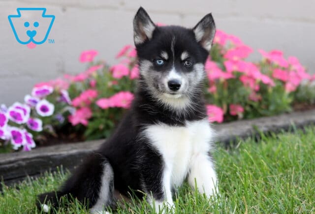 Striking black and white Pomsky puppy with one blue eye and one brown eye sitting on grass in front of bright pink flowers. image