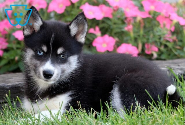 Black and white Pomsky puppy with striking blue eyes lying in the grass in front of bright pink flowers. image
