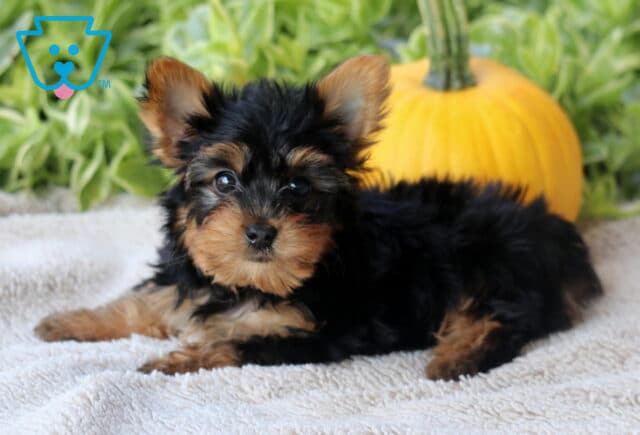 Hunter Yorkie image