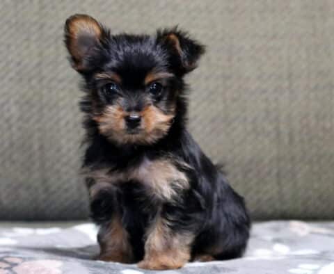 Hunter Yorkie
