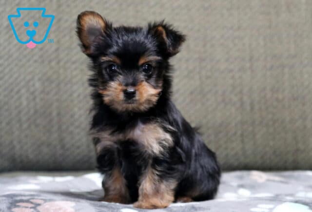 Hunter Yorkie image