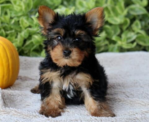 Hunter Yorkie2