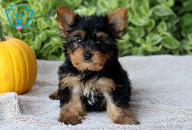 Hunter Yorkie2 image