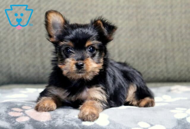Hunter Yorkie2 image