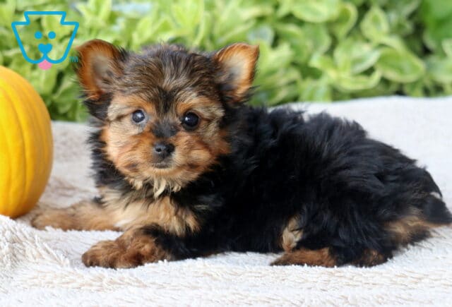 Huxley Yorkie image