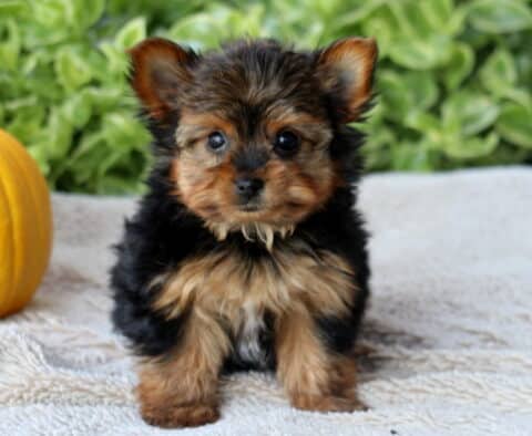 Huxley Yorkie2