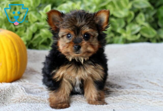 Huxley Yorkie2 image
