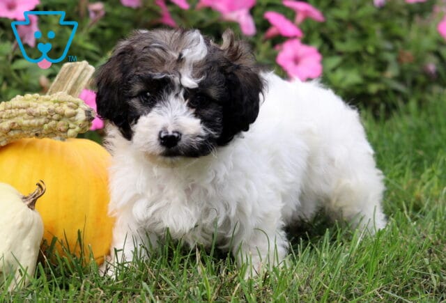 Adorable Toy Poodle puppy with fluffy white fur and a black and gray face, standing on green grass beside a pumpkin and colorful pink flowers. image