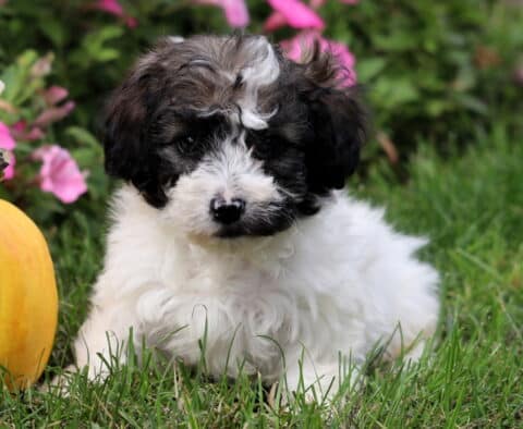 Fluffy Toy Poodle puppy with a white coat and black markings on the face, lying in the grass beside a pumpkin and pink flowers in the background.