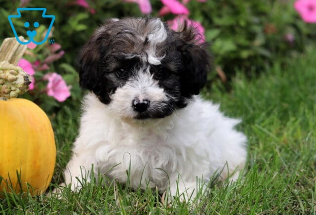 Fluffy Toy Poodle puppy with a white coat and black markings on the face, lying in the grass beside a pumpkin and pink flowers in the background. image