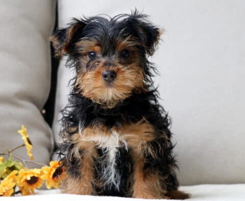 Jayla Yorkie Retake