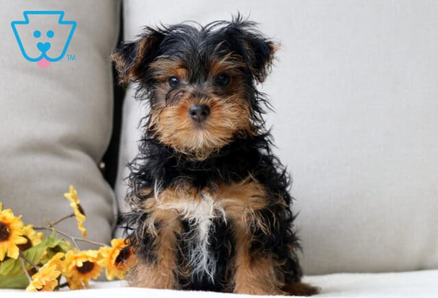 Adorable Yorkshire Terrier puppy with a slightly tousled black and tan coat sitting on a light cushion beside yellow sunflowers. image