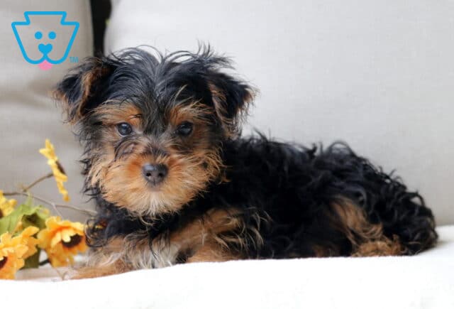 Yorkshire Terrier puppy with a fluffy black and tan coat lying down on a light cushion beside bright yellow sunflowers. image