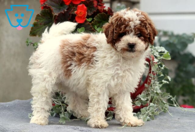 Adorable Cavapoo puppy with a fluffy white coat and rich caramel patches, standing confidently on a gray blanket with greenery and red flowers in the background. image