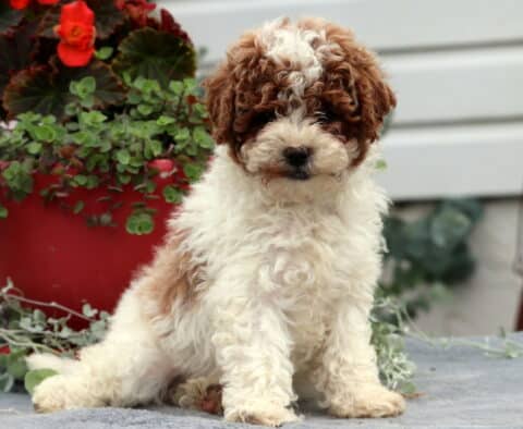 Curly-coated Cavapoo puppy with a fluffy white body and rich caramel-red markings on the face and ears, sitting sweetly on a gray blanket with a red flower pot in the background.