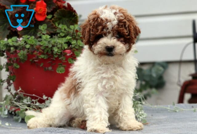 Curly-coated Cavapoo puppy with a fluffy white body and rich caramel-red markings on the face and ears, sitting sweetly on a gray blanket with a red flower pot in the background. image