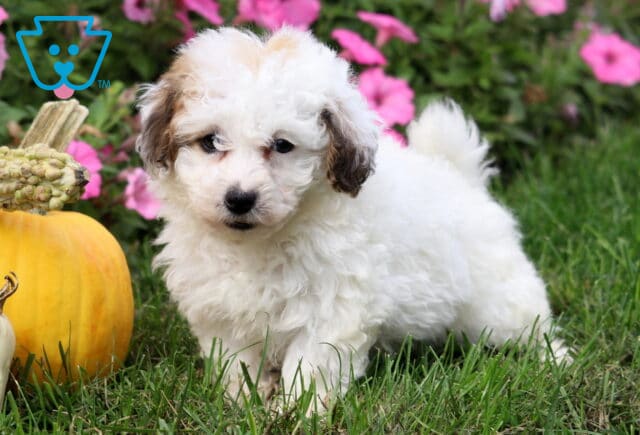 Adorable Toy Poodle puppy with a fluffy white coat and light brown patches on the ears, standing in green grass beside a pumpkin and bright pink flowers. image