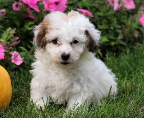 Fluffy Toy Poodle puppy with a soft white coat and light brown patches on the ears, sitting in green grass beside a pumpkin and bright pink flowers.