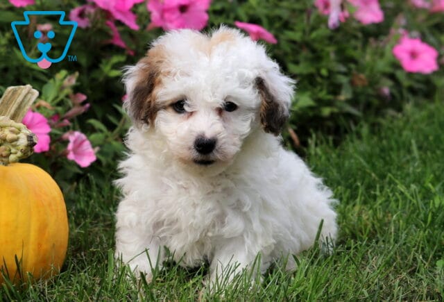 Fluffy Toy Poodle puppy with a soft white coat and light brown patches on the ears, sitting in green grass beside a pumpkin and bright pink flowers. image