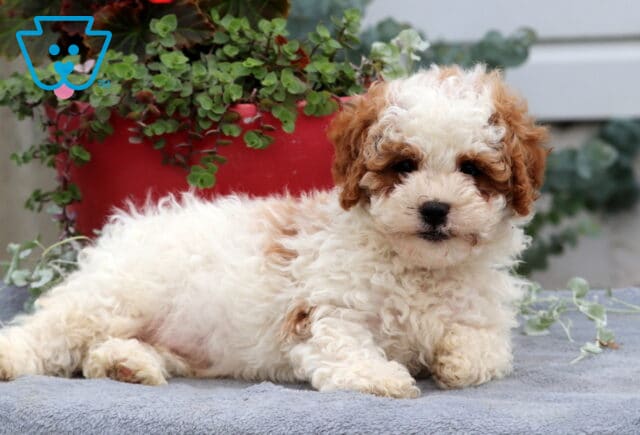 Adorable Cavapoo puppy with a fluffy cream and caramel coat lounging on a gray blanket, gazing sweetly at the camera in front of a red flower pot with greenery. image