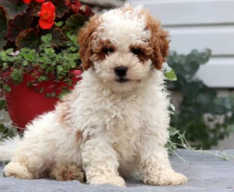Adorable Cavapoo puppy with a fluffy cream and caramel coat lounging on a gray blanket, gazing sweetly at the camera in front of a red flower pot with greenery.