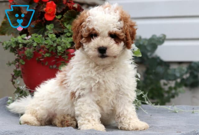 Adorable Cavapoo puppy with a fluffy cream and caramel coat lounging on a gray blanket, gazing sweetly at the camera in front of a red flower pot with greenery. image
