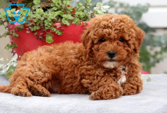 Adorable Cavapoo puppy with rich curly red fur and a small white patch on the chest, laying on a soft gray blanket in front of a red flower pot with green plants. image