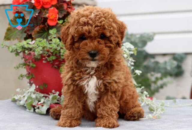 Fluffy Cavapoo puppy with curly reddish coat and a small white patch on the chest, sitting sweetly in front of a red flower pot with green leaves and bright blooms. image