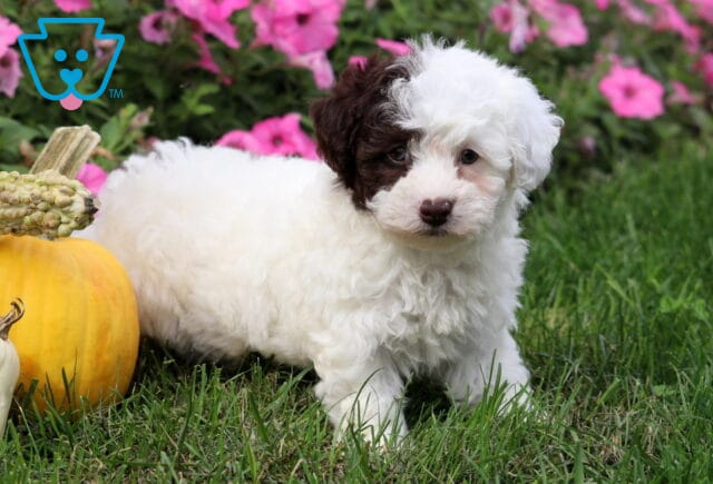 Adorable Toy Poodle puppy with fluffy white fur and a chocolate brown patch over one eye, standing in the grass beside a yellow pumpkin with bright pink flowers in the background. image