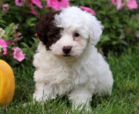Fluffy Toy Poodle puppy with a striking half-white, half-chocolate brown face, sitting in the grass beside a pumpkin with bright pink flowers in the background.