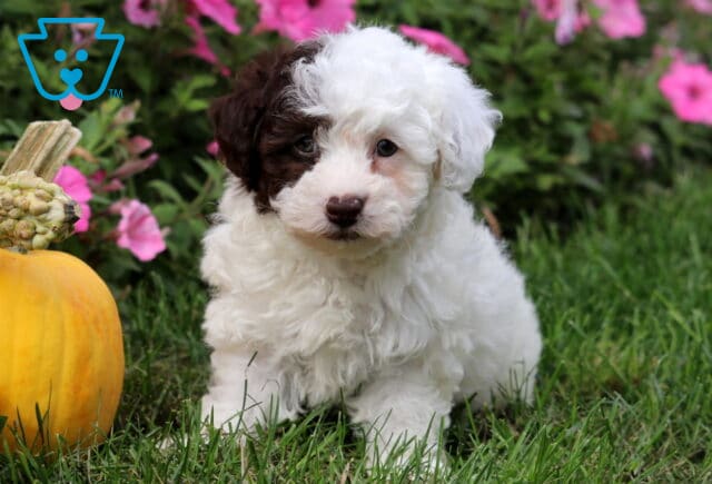 Fluffy Toy Poodle puppy with a striking half-white, half-chocolate brown face, sitting in the grass beside a pumpkin with bright pink flowers in the background. image
